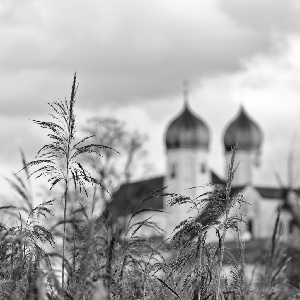 Blick durchs Schilf auf die Türme von Kloster Seeon in schwarz-weiß.