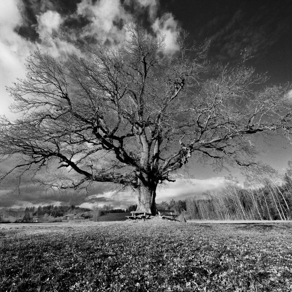 Schwarz-weiß-Bild eines großen alten Laubbaums ohne Blätter im Herbst vor wolkigem Himmel.