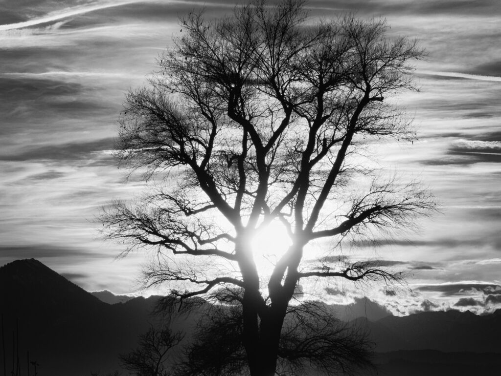 Baum im Gegenlicht vor See und Bergen im Hintergrund.